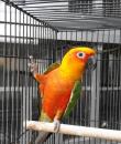 jandaya conure