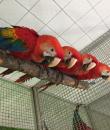 macaw